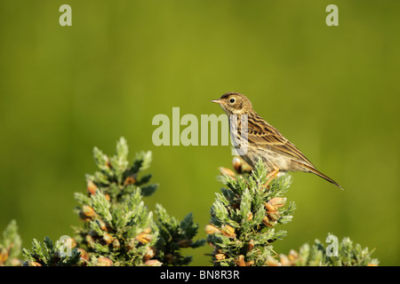 Meadow pipit (Anthus pratensis) appollaiato sulla scopa (Cytisus scoparius) Foto Stock