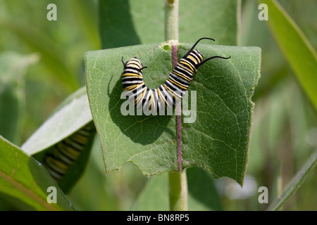 Farfalla monarca caterpillar Danaus plexippus avanzamento sul comune lascia Milkweed Asclepias syriaca E USA Foto Stock