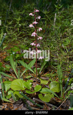 Rosa di Wintergreen Pyrola asarifolia Penisola Superiore Michigan STATI UNITI D'AMERICA verso la fine di giugno Foto Stock