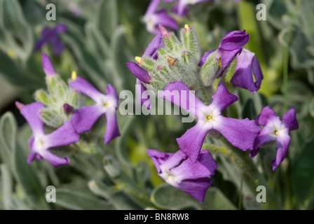 Stock del mare (Matthiola sinuata) Foto Stock