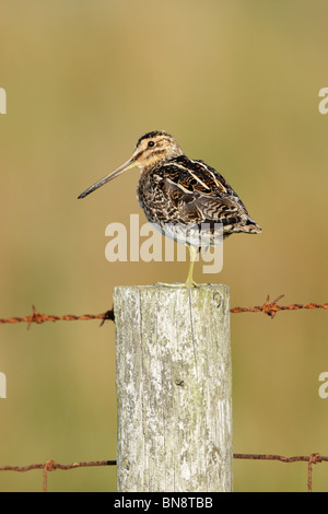 Beccaccino (Gallinago gallinago) con la testa ruotata, in piedi sul palo da recinzione con una gamba nascosto durante il riposo Foto Stock