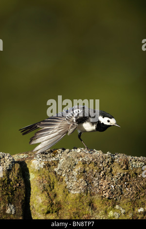 Pied wagtail (Motacilla alba) sul muro di pietra preening, proteso ad alette Foto Stock