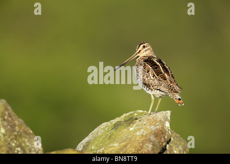 Beccaccino (Gallinago gallinago) con la testa ruotata, in piedi su un masso Foto Stock