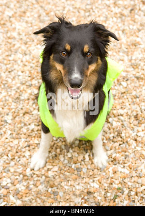 Border Collie unico maschio adulto seduto indossa hi vis Jacket UK Foto Stock