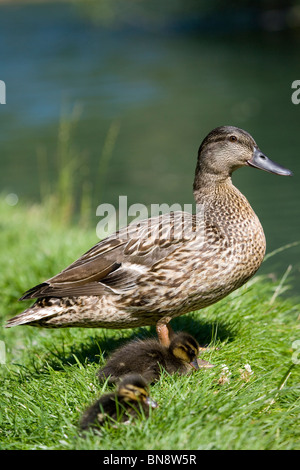 Germano reale Anas platyrhynchos singolo adulto femmina con due anatroccolo su erba Dorset, Regno Unito Foto Stock