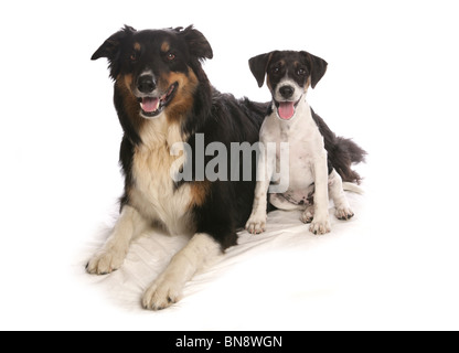 Due cani in studio singolo adulto Border Collie e cucciolo Jack Russell Terrier Studio, REGNO UNITO Foto Stock