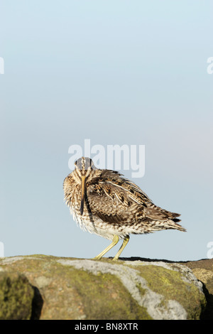 Beccaccino (Gallinago gallinago) con la testa ruotata, in piedi sul muro di pietra contro un cielo blu Foto Stock