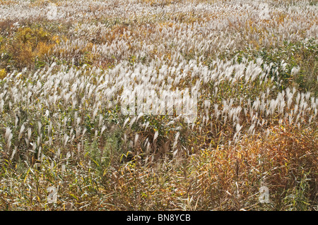 Silvergrass Amur (Miscanthus sacchariflorus) Foto Stock