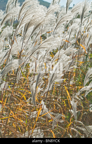 Silvergrass Amur (Miscanthus sacchariflorus) Foto Stock