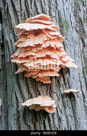 Ripiano di zolfo (Laetiporus sulfurei) Foto Stock