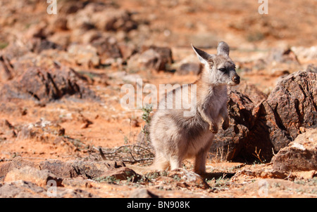 BROKEN Hill, NSW - circa 2009: un euro kangaroo nel duro Outback australiano Foto Stock