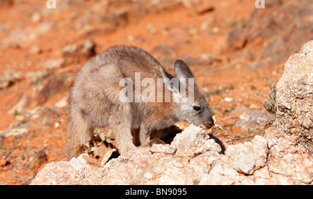 BROKEN Hill, NSW - circa 2009: un euro dar da mangiare ai canguri nel duro Outback australiano Foto Stock