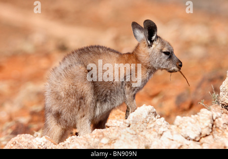 BROKEN Hill, NSW - circa 2009: un euro dar da mangiare ai canguri nel duro Outback australiano Foto Stock