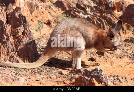 BROKEN Hill, NSW - circa 2009: un euro dar da mangiare ai canguri nel duro Outback australiano Foto Stock