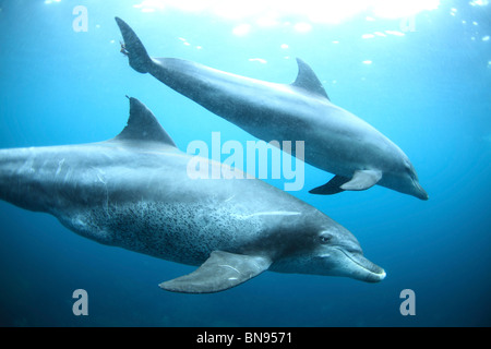 Indo-pacifico Delfino Tursiope, Mikurajima, Tokyo, Giappone Foto Stock