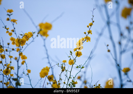 Rami di Kerria japonica con fiori gialli in primavera Foto Stock