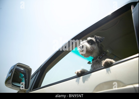 Schnauzer guardando fuori della finestra auto Foto Stock