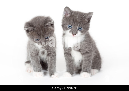 Due dagli occhi blu gattino grigio isolato su bianco Foto Stock