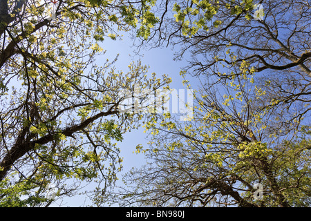 La nuova crescita degli alberi nei boschi di latifoglie con cielo blu sullo sfondo Foto Stock