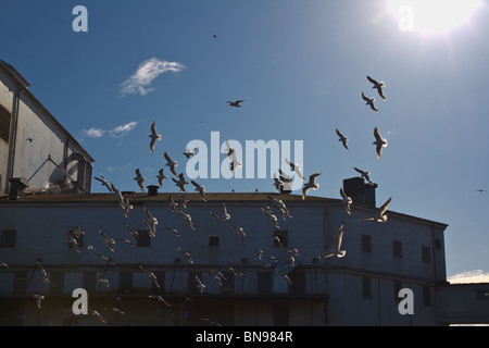 La retroilluminazione dei gabbiani contro un cielo blu passando il magazzino del porto Foto Stock