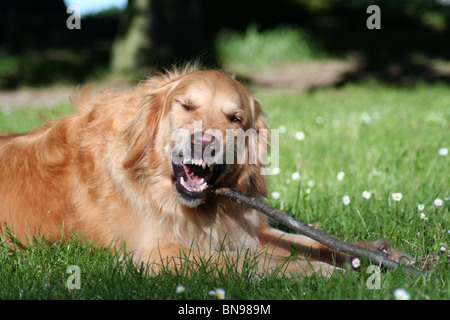 Il Golden Retriever Foto Stock