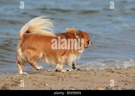 Chihuahua Foto Stock