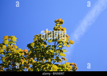 Giovani foglie di platano contro un cielo blu Foto Stock