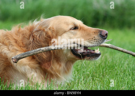 Rosicchia il Golden Retriever Foto Stock