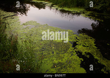 Fiume Kent vicino a Kendal Cumbria Foto Stock