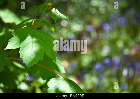 Pezzata luce su foglie di acero in legno con Bluebells in background Foto Stock