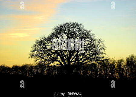 Albero di quercia senza foglie in inverno la luce in Germania Foto Stock