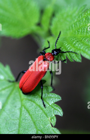 Il Cardinale scarabeo o Scarlet Fire Beetle, Pyrochroa coccinea, Pyrochroidae, Coleoptera Foto Stock