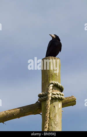 Un singolo Rook (Corvus frugilegus) seduti sulla sommità del palo di legno. Regno Unito Foto Stock