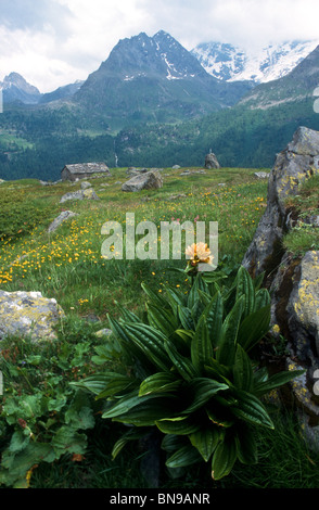 Avvistato genziana, Gentiana punctata, il Parco Nazionale del Gran Paradiso, Italia Foto Stock