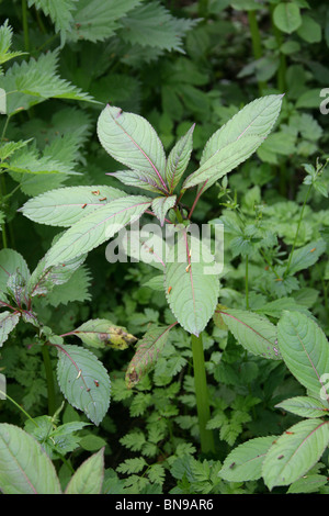 L'Himalayan Balsamina Impatiens glandulifera, Balsaminaceae. Le piante giovani nella primavera del bosco. Aka Balsamo indiano