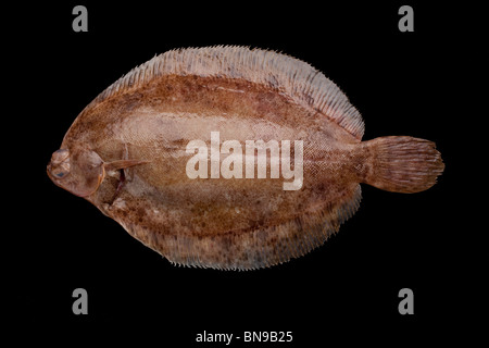Sogliola limanda (Microstomus kitt) un pesce piatto nativo di mari poco profondi del Nord Europa Foto Stock