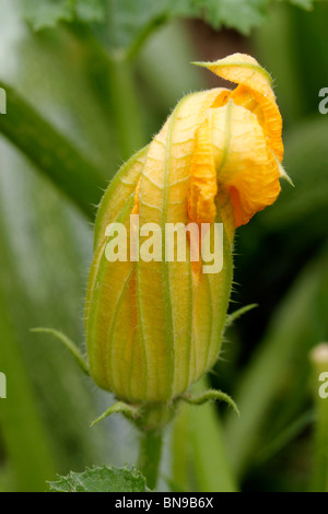 Fiori di zucca Foto Stock