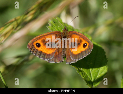 Gatekeeper o Hedge Brown Butterfly, Pyronia tithonus, Nymphalidae (Satyridae). Maschio. Foto Stock