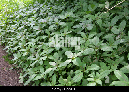 L'Himalayan Balsamina Impatiens glandulifera, Balsaminaceae. Le piante giovani nella primavera del bosco. Aka Balsamo indiano