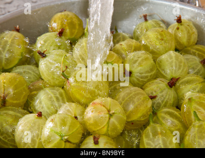 Appena raccolto ribes (Ribes uva-crispa) essendo lavato sotto il rubinetto Foto Stock