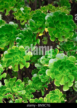 In prossimità di un Aeonium ornamentali - succulenta (girandola) - Sfondo Foto Stock