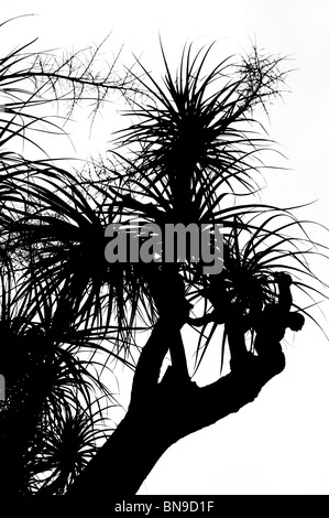 Vecchio Nolina recurvata Hemsl. - Silhouette - isolato Foto Stock