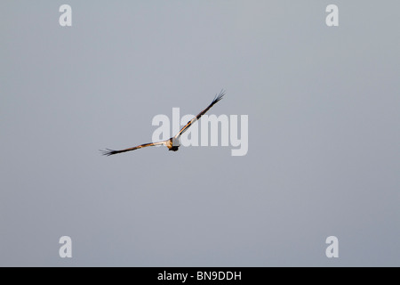 Falco di palude; Circus aeruginosus; in volo Foto Stock