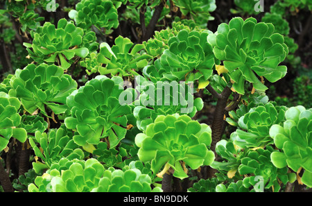 In prossimità di un Aeonium ornamentali - succulenta (girandola) - Sfondo Foto Stock