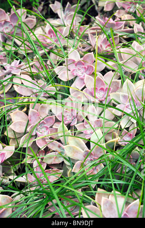 Close up Echeveria - succulenta (gallina e pulcini) - Sfondo Foto Stock