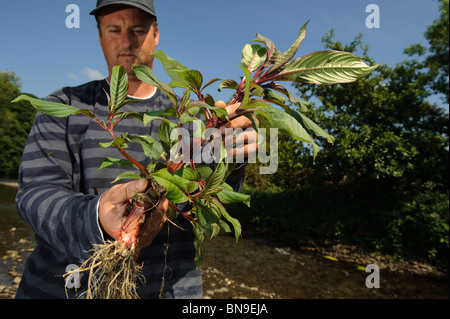Consiglio di campagna per il Galles contraente TOM TAYLOR lavorare per sradicare la pianta invasiva balsamo himalayano dal fiume Ystwyth Foto Stock