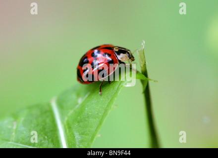 Harlequin Ladybird Beetle, Harmonia axyridis, Coccinellidae, Coleoptera Foto Stock