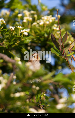 Nightingale; Luscinia megarhynchos; bosco; suffolk; nel brano Foto Stock