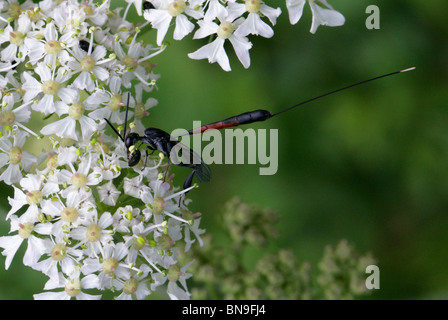 Predatori di vespe, Gasteruption jaculator, Gasteruptiidae, Evanioidea, Apocrita, Hymenoptera Foto Stock