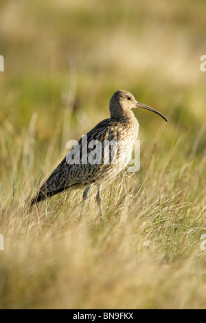 Eurasian curlew (Numenius arquata) piedi tra erba lunga sulla brughiera Foto Stock